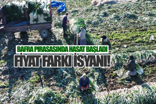 Bafra Ovası’ndan 40 Bin Ton Pırasa Hasadı Bekleniyor