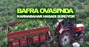 Bafra Ovası’na 20 bin dekar alana karnabahar ekildi