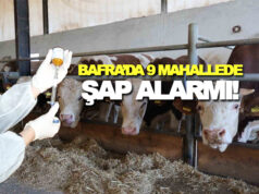 Bafra’da 9 Mahallede Hayvan Hareketliliği Yasaklandı