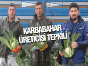 Bafra’da Karnabahar Hasadı: Tarlada 8 TL Markette 50 TL!