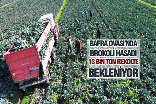 Bafra’nın “Yeşil Altını” dünyayı fethediyor!