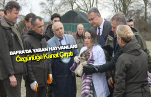 Bafra’da Yaban Hayvanları Özgürlüğe Kanat Çırptı