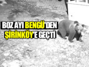 Boz Ayı Bengü’den Şirinköy’e geçti