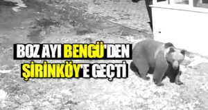 Boz Ayı Bengü’den Şirinköy’e geçti