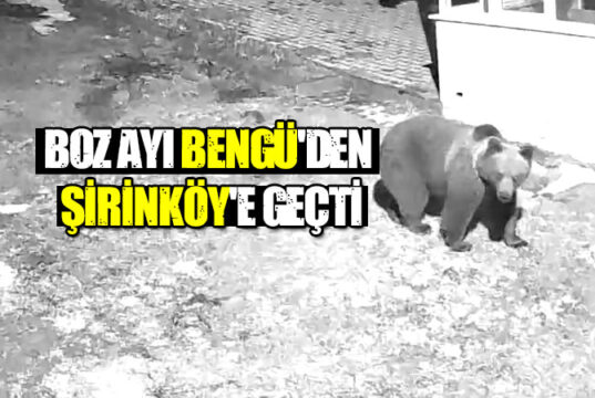 Boz Ayı Bengü’den Şirinköy’e geçti