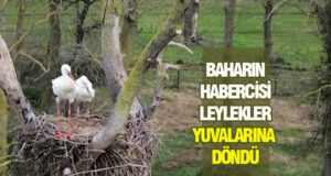 Bafra’da Baharın Habercisi Leylekler Yuvalarına Döndü