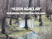 Kızılırmak Deltası’nda “Yüzen Ağaçlar” Baharı Karşıladı