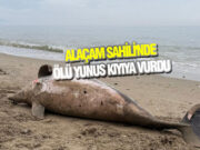 Alaçam Sahili’nde Ölü Yunus Kıyıya Vurdu