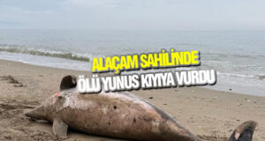 Alaçam Sahili’nde Ölü Yunus Kıyıya Vurdu