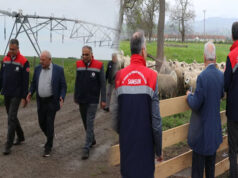 Bafra’da Organik Hayvancılığa Yerinde İnceleme