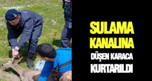 Bafra’da Sulama Kanalına Düşen Karaca Kurtarıldı