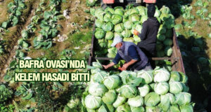 Bafra Ovası’nda lahana hasadında sona gelindi