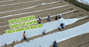 Bafra Ovası’nda karpuz ve kavun fide ekimi başladı