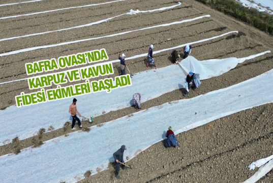 Bafra Ovası’nda karpuz ve kavun fide ekimi başladı