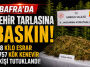 Bafra’da Zehir Tarlasına Baskın