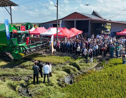 BAFRA OVASI’NDA ÇELTİK HASADI BAŞLADI