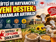BAFRALI ÇİFTÇİ VE HAYVANCIYA DESTEKLER ARTIRILDI