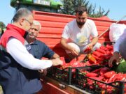Bafra Ovası’nda Kapya Biber Hasadı Başladı